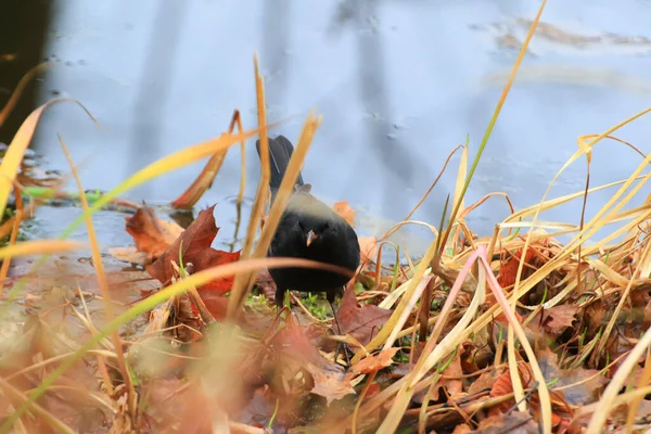 Mężczyzna Blackbird Turdus Merula Poszukuje Pożywienia Ziemi — Zdjęcie stockowe