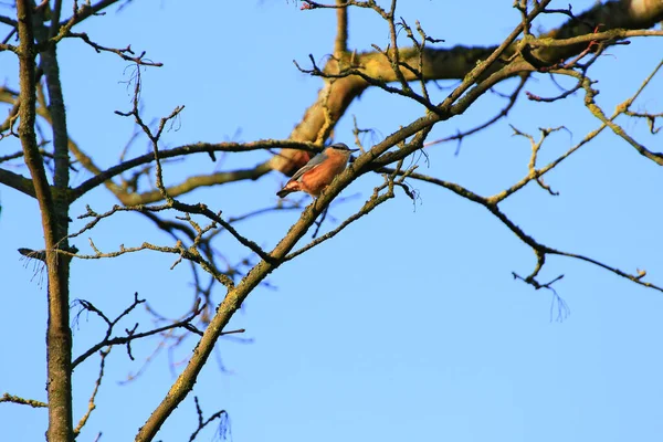 Eurasian Nuthatch Wood Nuthatch Sitta Europaea Маленька Пташка Синьою Спиною — стокове фото