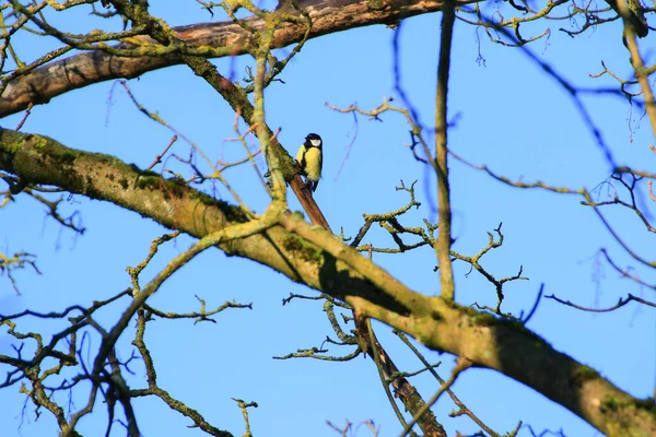 Great Tit (Parus major) on autumn tree leaves in the park