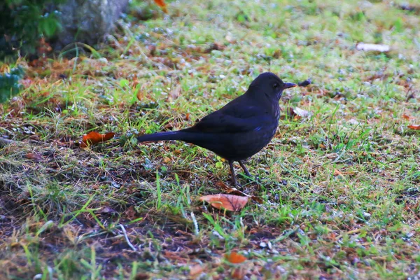 Мужчина Дрозд Turdus Merula Ищет Пищу Земле — стоковое фото