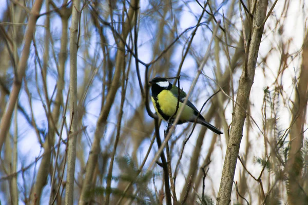 Great Tit Parus Major Autumn Tree Leaves Park — стокове фото