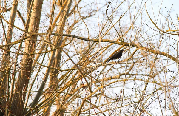 Звичайний Чорний Птах Turdus Merula Сидить Гілці Дерева — стокове фото