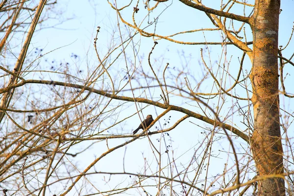 Bir Ağaç Dalında Oturan Sıradan Bir Karatavuk Turdus Merula — Stok fotoğraf