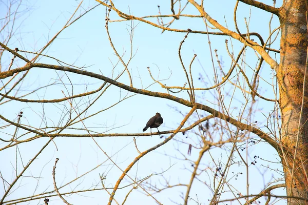 Звичайний Чорний Птах Turdus Merula Сидить Гілці Дерева — стокове фото