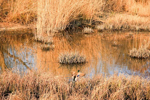 Regensburg, Almanya: Bataklık yakınlarında uçan ördek