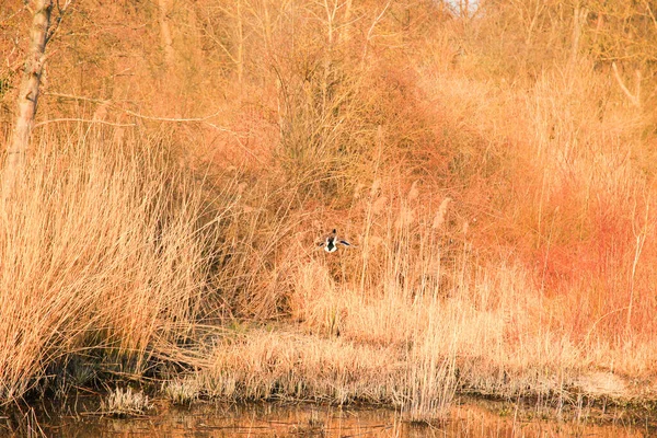 Regensburg, Almanya: Bataklık yakınlarında uçan ördek