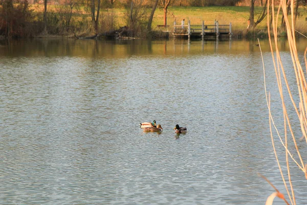 Paire Colverts Sur Eau Dans Marais Automne — Photo