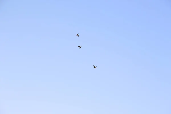 Grupa Kormoranów Lecących Formacji Błękitnym Niebie — Zdjęcie stockowe