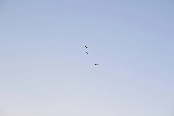 一群科动物在蓝天中排成队形飞行 — 图库照片