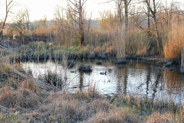 Pair Mallards Water Swamp Winter Time — Stock Photo, Image