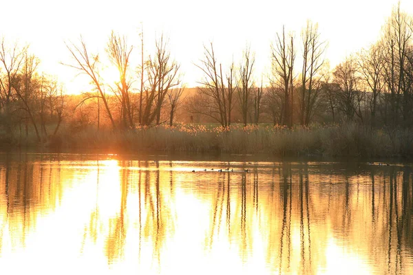 Yaban kazı akşam gölünde yüzerken altın ışık güzel su yüzeyine yansıyordu..