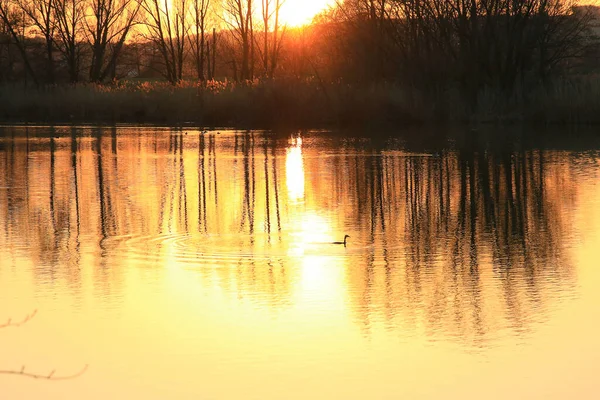 Güneş batarken altın bir gölde yüzen büyük ibikli yağlar suya yansıyor. Su kuşunun silüeti ile minimalist resim.