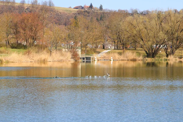 Mallard ördeği sonbahar mevsiminde bir göle iniyor.