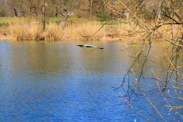 Suyun üzerinde uçan ve gagasında kuru bir dal tutan gri bir balıkçıl.