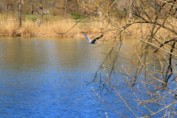 Closeup Gray Heron Flying Water Holding Dry Branch Its Beak — Stock Photo, Image
