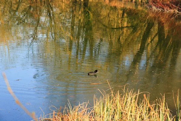 Tuna Nehri 'nde yüzen ördek (Fulica atra) kuşunun portresi