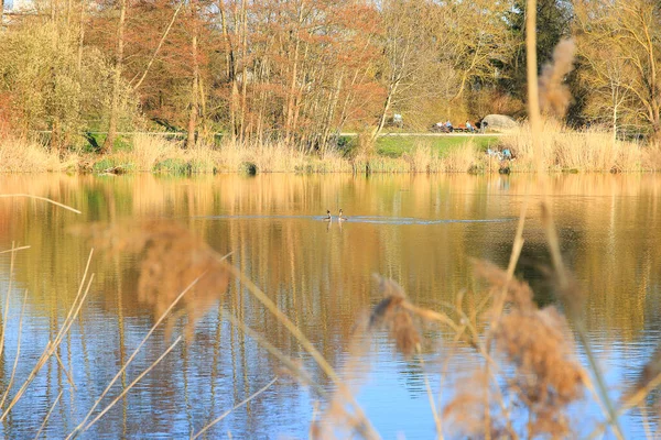 Regensburg, Almanya: Doğal habitatta büyük ibikli yunus dansı, Podiceps kriterleri