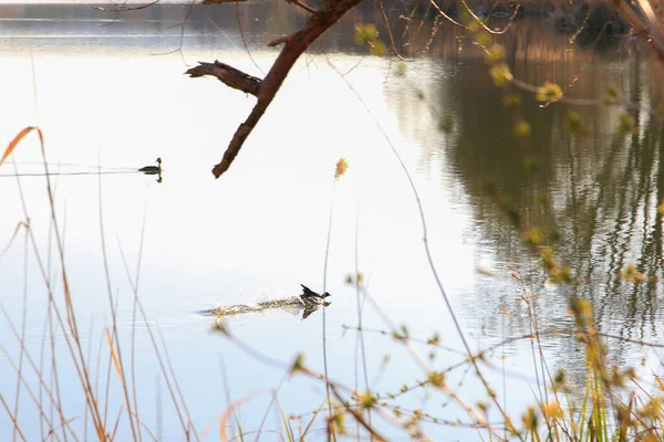 Tuna Nehri 'nde yüzen ördek (Fulica atra) kuşunun portresi