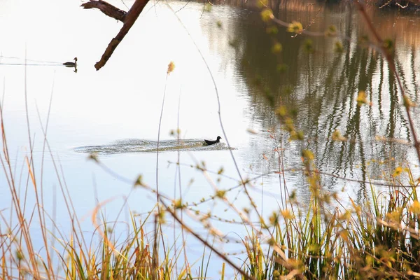 Tuna Nehri 'nde yüzen ördek (Fulica atra) kuşunun portresi