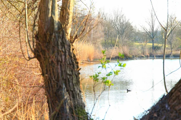 Regensburg, Almanya: Gri balıkçıl kuşları Ardea cinerea Tuna nehri yakınlarındaki ağaç yuvasında oturuyor