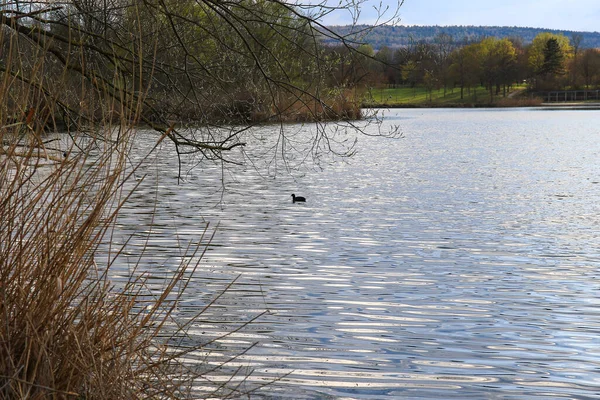 Regensburg, Almanya: Tuna Nehri üzerinde yüzen ördek portresi (Fulica atra)