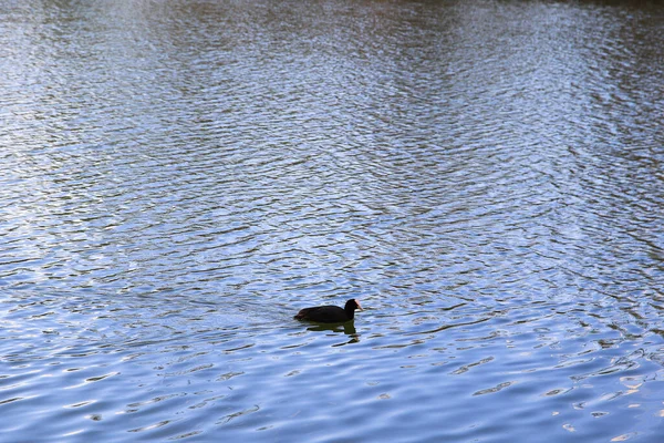 Regensburg Allemagne Portrait Canard Foulard Fulica Atra Nageant Sur Danube — Photo