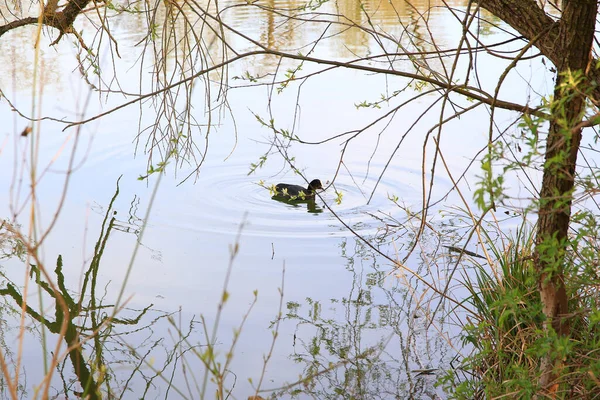 Regensburg, Almanya: Tuna Nehri üzerinde yüzen ördek portresi (Fulica atra)