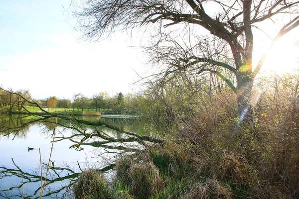 Regensburg, Almanya: Tuna Nehri üzerinde yüzen ördek portresi (Fulica atra)