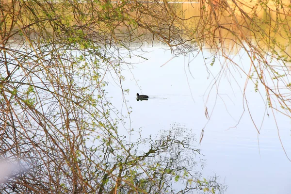 Ratisbona Alemania Retrato Pato Fulica Atra Nadando Río Danubio — Foto de Stock