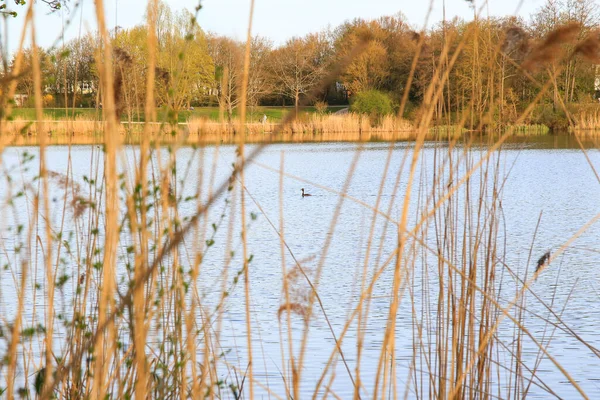 Regensburg, Almanya: Tuna Nehri üzerinde yüzen büyük ibikli kuş
