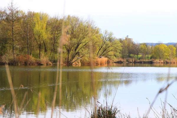 Regensburg, Almanya: Tuna nehrinin kıyısında yaban kazı yüzüyor