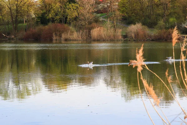 Regensburg, Almanya: Tuna nehrinin kıyısında yaban kazı yüzüyor