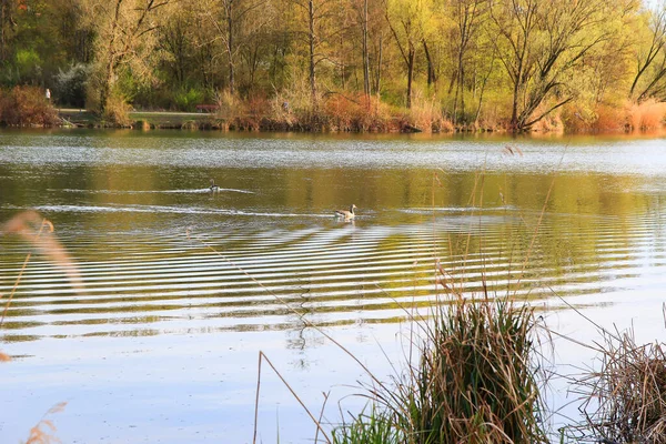 Almanya 'da Tuna Nehri yakınlarındaki gölde yabani kazlar