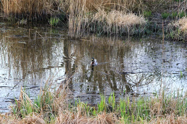 Regensburg, Almanya: Sonbahar zamanı bataklıkta yüzen yaban ördeği