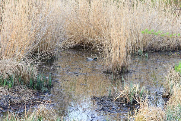 Regensburg, Almanya: Sonbahar zamanı bataklıkta yüzen yaban ördeği