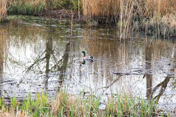 Regensburg, Almanya: Sonbahar zamanı bataklıkta yüzen yaban ördeği