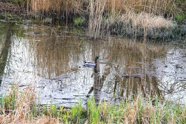Regensburg, Almanya: Sonbahar zamanı bataklıkta yüzen yaban ördeği