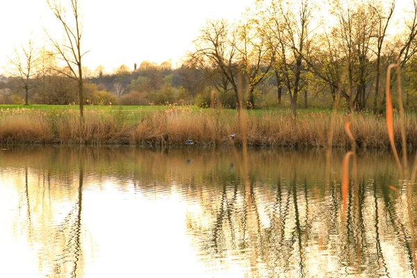 Bir çift gri balıkçıl gün batımında suyun üzerinde uçuyor.
