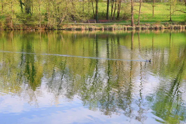 Ratisbonne Allemagne Canard Mâle Sauvage Flottant Sur Lac — Photo