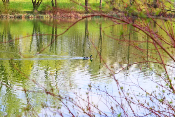 Regensburg, Almanya: Gölde yüzen vahşi erkek ördek
