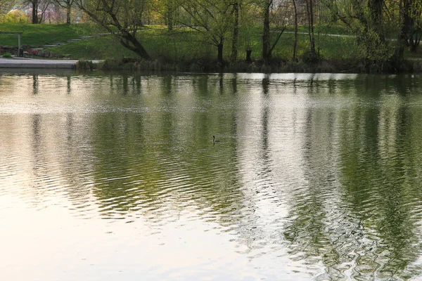 Regensburg, Almanya: Tuna Nehri üzerinde yüzen büyük ibikli kuş