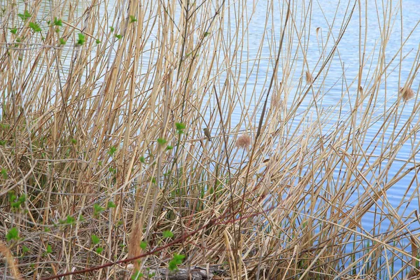 Little Sparrow Passer Montanus Perched Reed Stalk Beautiful Brown Bird — Stock Photo, Image