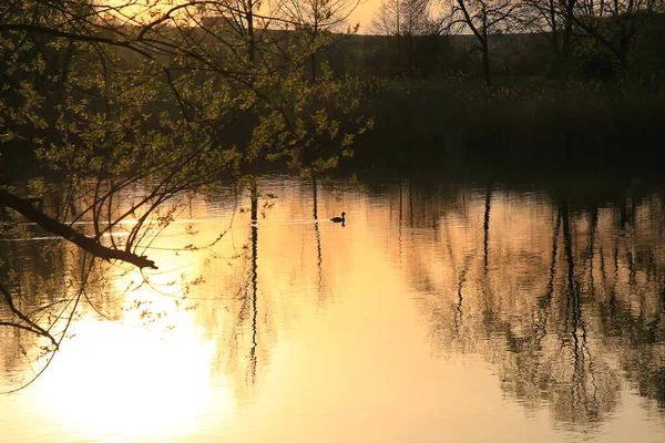 Stor Crested Grebe Simmar Gyllene Sjö Medan Solnedgången Reflekteras Vattnet — Stockfoto