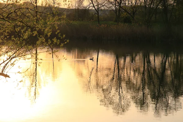 Grande Grebe Crested Nadando Lago Dourado Enquanto Pôr Sol Está — Fotografia de Stock