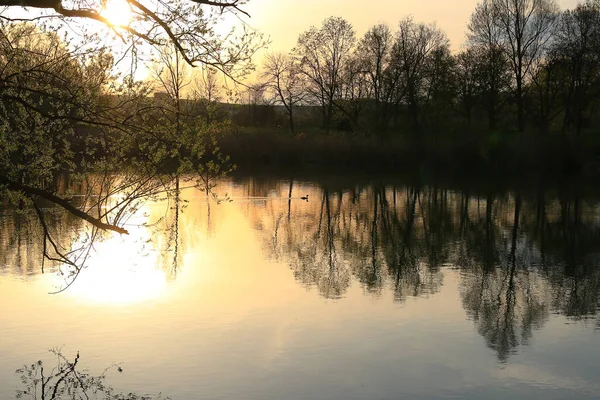 Güneş batarken altın bir gölde yüzen büyük ibikli yağlar suya yansıyor. Su kuşunun silüeti ile minimalist resim.