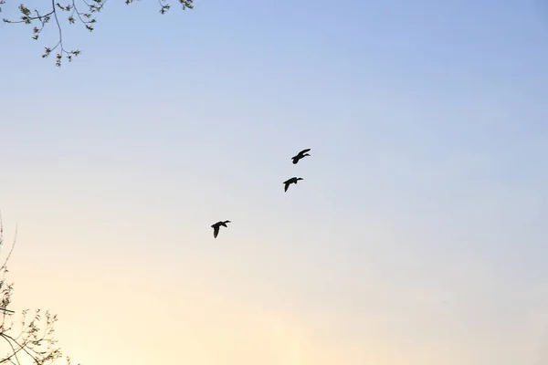 Regensburg Fliegende Enten Vor Abendlandschaft — Stockfoto