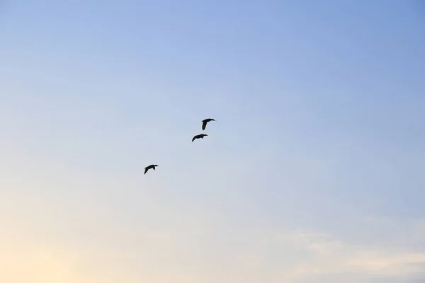 Regensburg Fliegende Enten Vor Abendlandschaft — Stockfoto