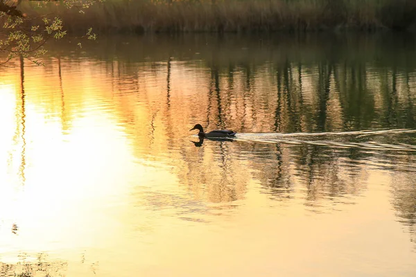 Regensburg, Almanya: güneş batarken altın bir gölde yüzen vahşi ördek suya yansıyor. Su kuşunun silüeti ile minimalist resim.