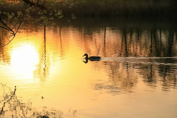 Regensburg Alemanha Pato Selvagem Nadando Lago Dourado Enquanto Pôr Sol — Fotografia de Stock