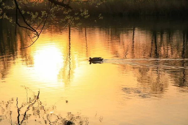 Ratisbona Alemania Pato Salvaje Nadando Lago Dorado Mientras Puesta Sol — Foto de Stock